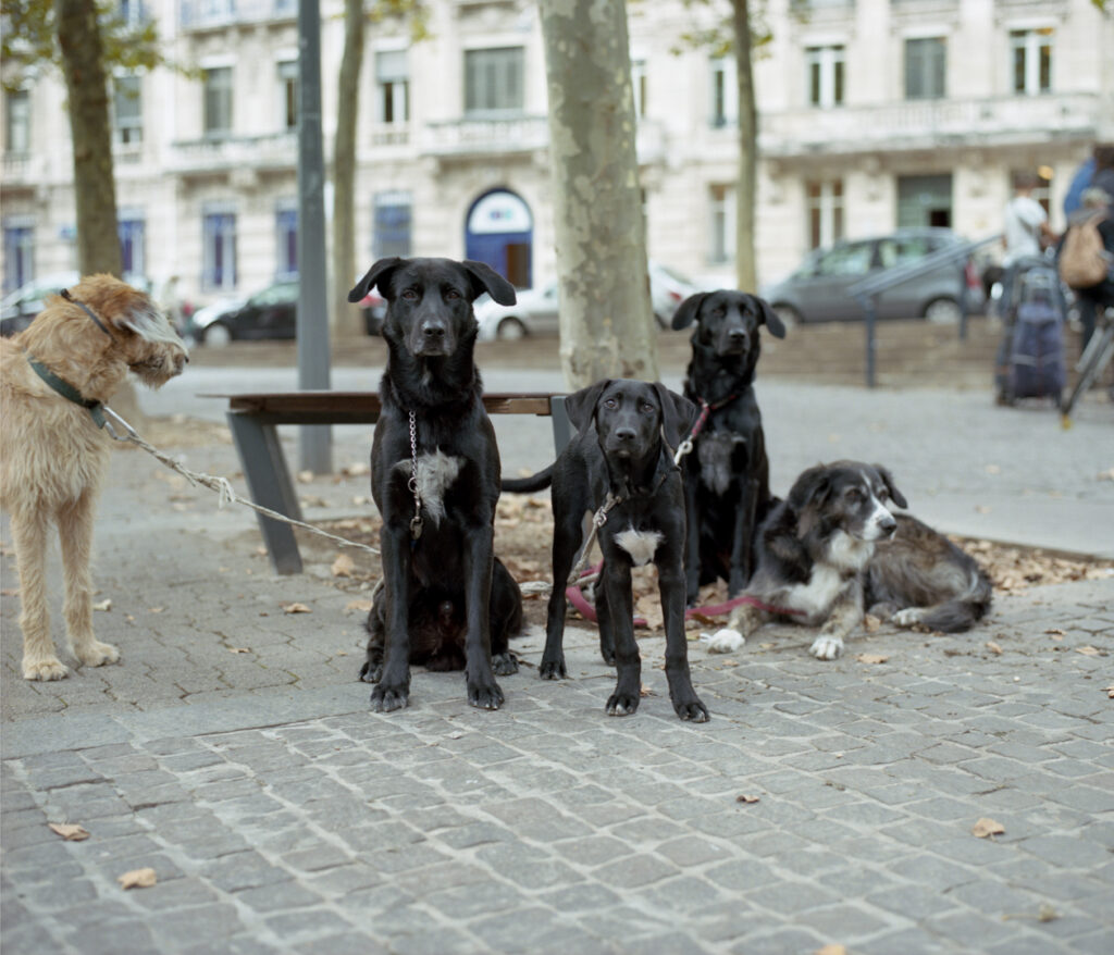 Portraits de chiens sur une place du centre ville de Nancy, issu du projet ZONE 54
