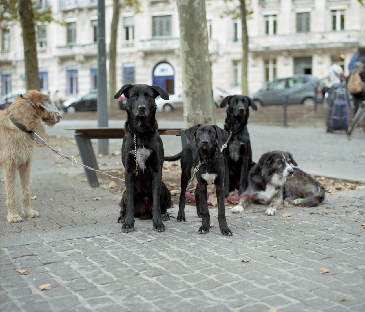 Portraits de chiens sur une place du centre ville de Nancy, issu du projet ZONE 54