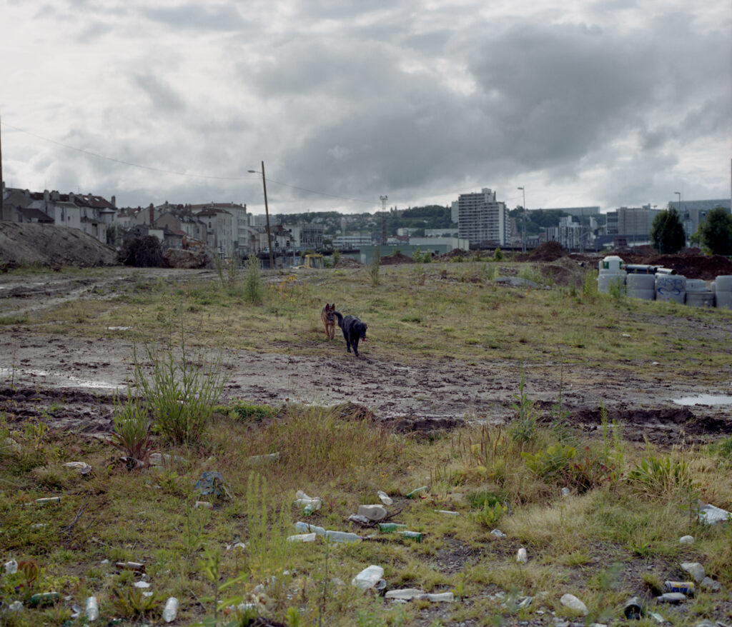 Deux chiens courent sur un terrain vague. La ville apparait en arrière plan