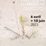 Affiche de l'exposition "Trifolium Hybridum"