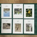 Impression des images, Trifolium Hybridum