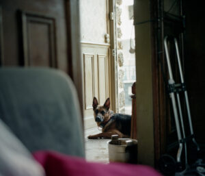 Photographie de Sutlane, un berger Allemand à l'entrée d'un squat, issu du projet ZONE 54