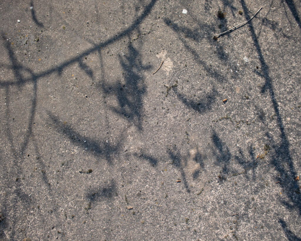 Ombres de branches projetées sur un sol en béton, surface minérale d’un site industriel abandonné, contraste entre nature et infrastructure dans un paysage post-industriel.