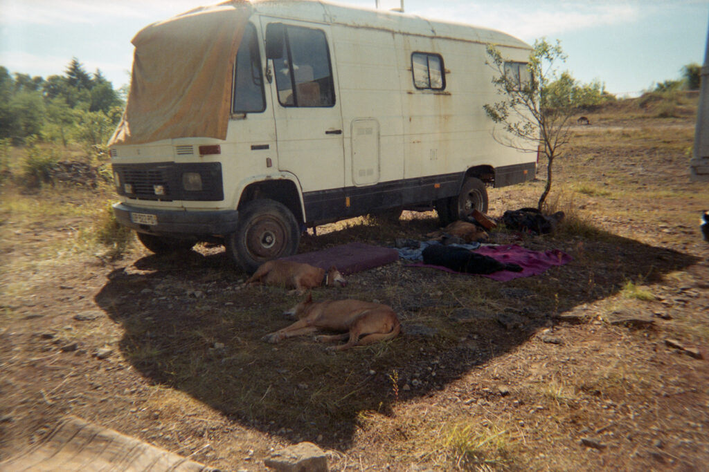 portraits de chiens à l'ombre d'une caravane