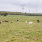 Vaches couchées dans une prairie verte, plusieurs animaux dispersés sur le champ ; au fond, ligne de clôture et paysage agricole avec éoliennes et arbres de haie, image d’élevage en plein air