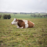 Vache brune et blanche couchée dans une prairie au premier plan, autres animaux flous au fond ; paysage d’élevage en plein air, horizon agricole et végétation de saison.