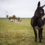 Âne noir au premier plan dans un pré vert, avec plusieurs animaux flous en arrière-plan ; atmosphère de ferme et d’élevage en plein air, atelier artistique
