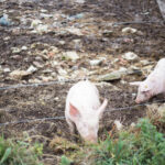 Deux porcs blancs dans un enclos, sur un sol terreux et herbeux, clôture fil tendu ; ambiance d’élevage en plein air et de gestion quotidienne des animaux.