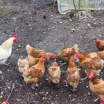 Groupe de poules brunes et blanches sur un sol de terre et de gravier, au premier plan dans un enclos d’élevage ; parcours extérieur