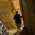 Une femme marche entre des piles de paille, léger flou de mouvement