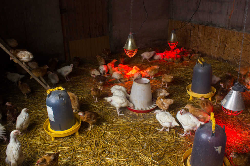 ntérieur de poulailler avec sol en paille : poules réparties autour de mangeoires et d’abreuvoirs, éclairage rouge et cages suspendues au plafond, image de l’élevage en ferme biologique