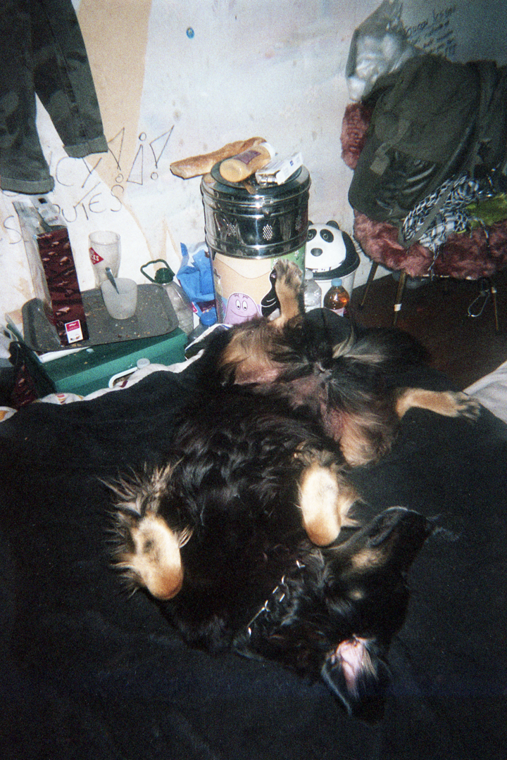 Un chien se prélasse sur un lit dans un squat